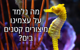 מה נלמד על עצמנו מיצורים קטנים בים?