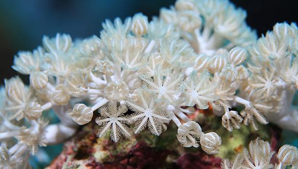 האלמוג הרך קסניה אומבלטה