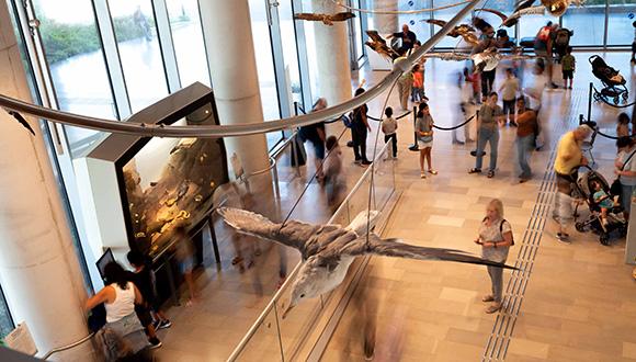 ימי שני במוזיאון הטבע: הרצאות במגוון נושאים מעולם הטבע ימי שני במוזיאון הטבע: הרצאות במגוון נושאים מעולם הטבע